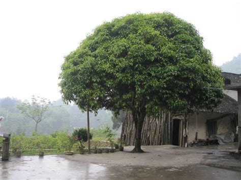 男人手錶 门前树风水